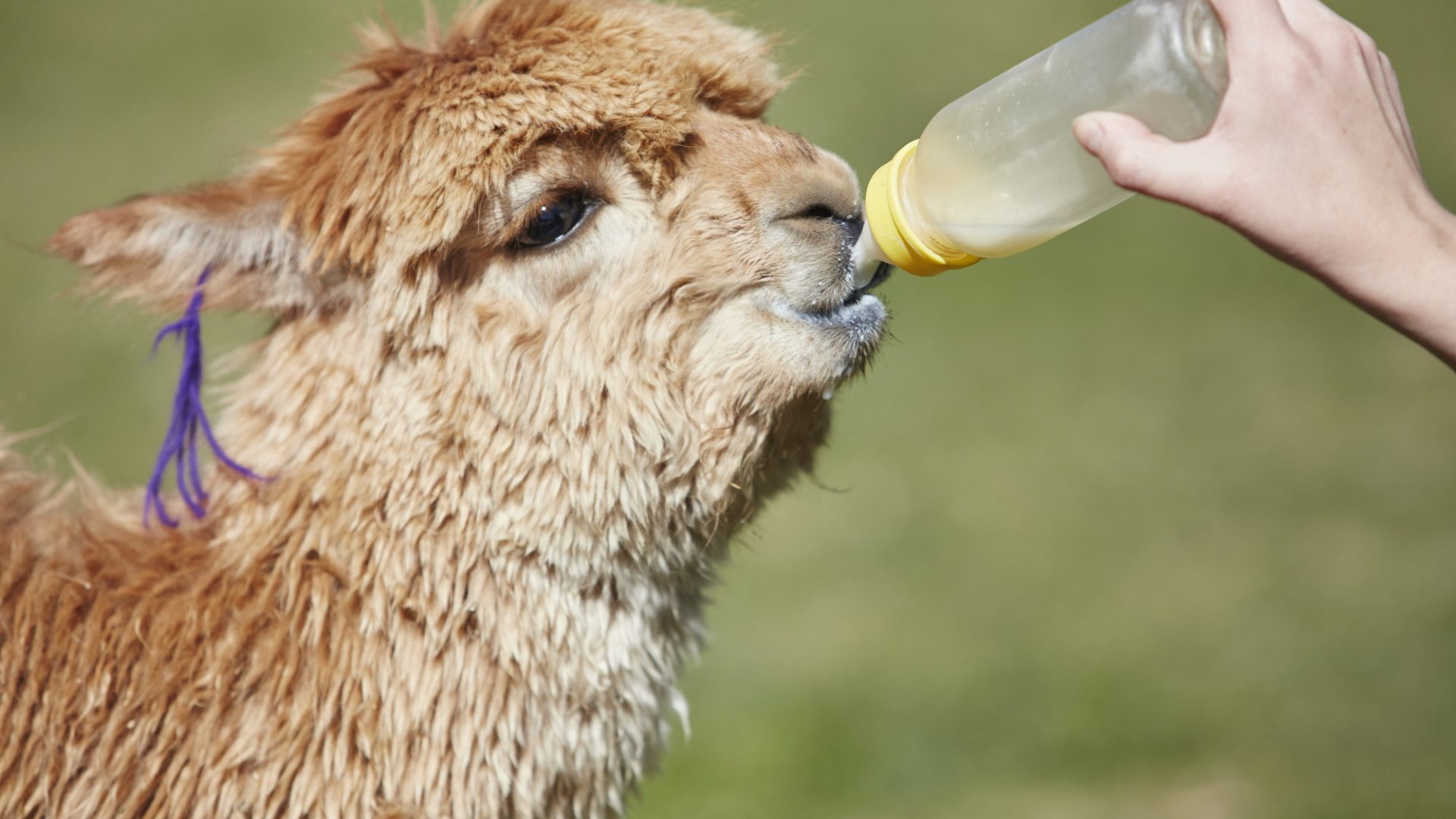 Bru&Bru agencia de viajes exclusivos, Belmond Las Casitas, Cañón del Colca, Peru 13