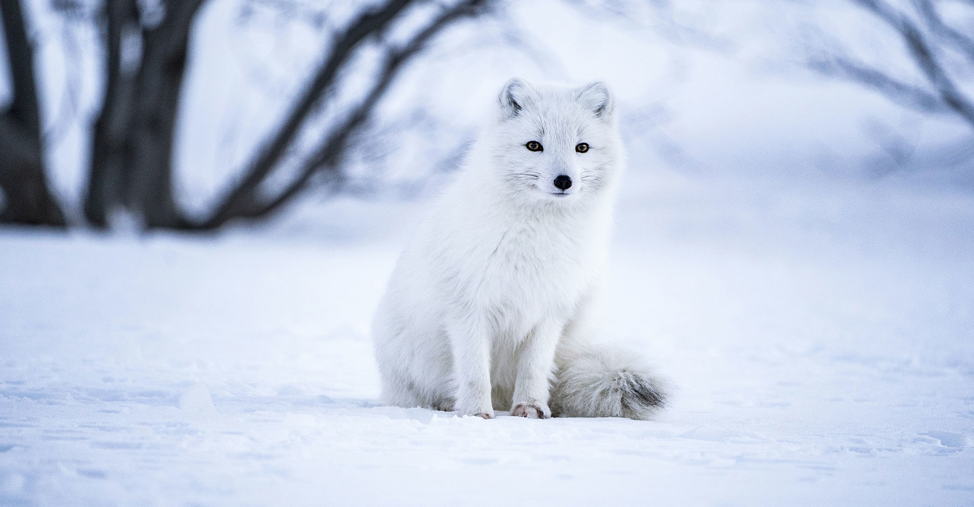 Bailando con las auroras en Jet Privado