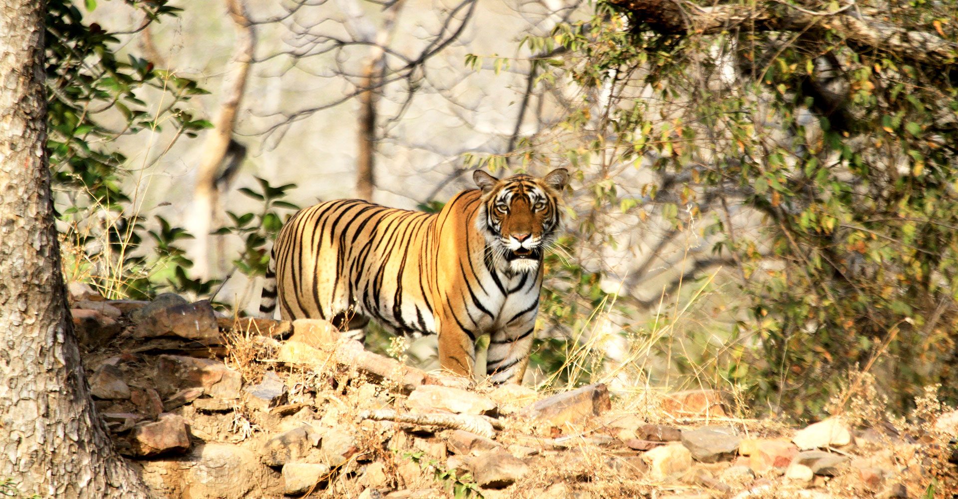 BRU&BRU Exclusive Travel Designer India Sujan Life