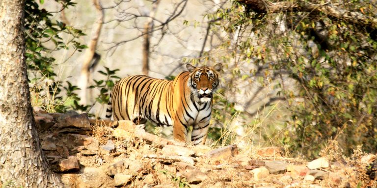 The Wild Side of Rajasthan