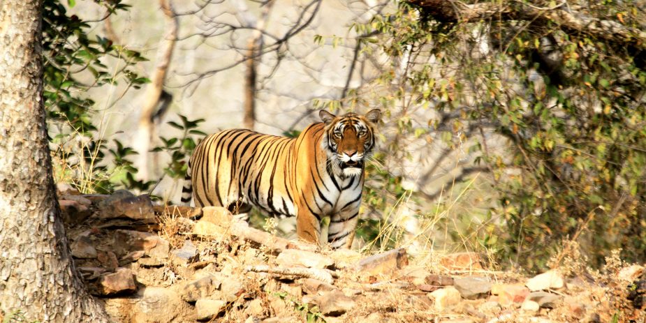 BRU&BRU Exclusive Travel Designer India Sujan Life