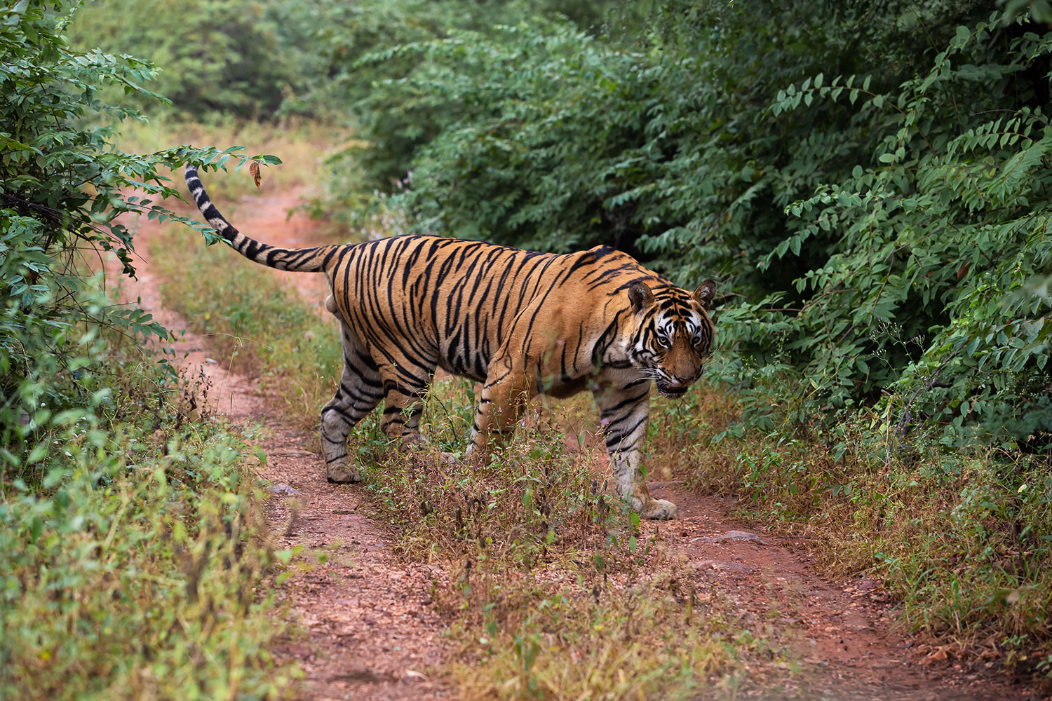 India, entre leopardos y tigres