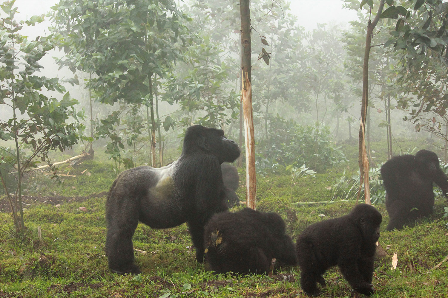 Singita Kwitonda Lodge