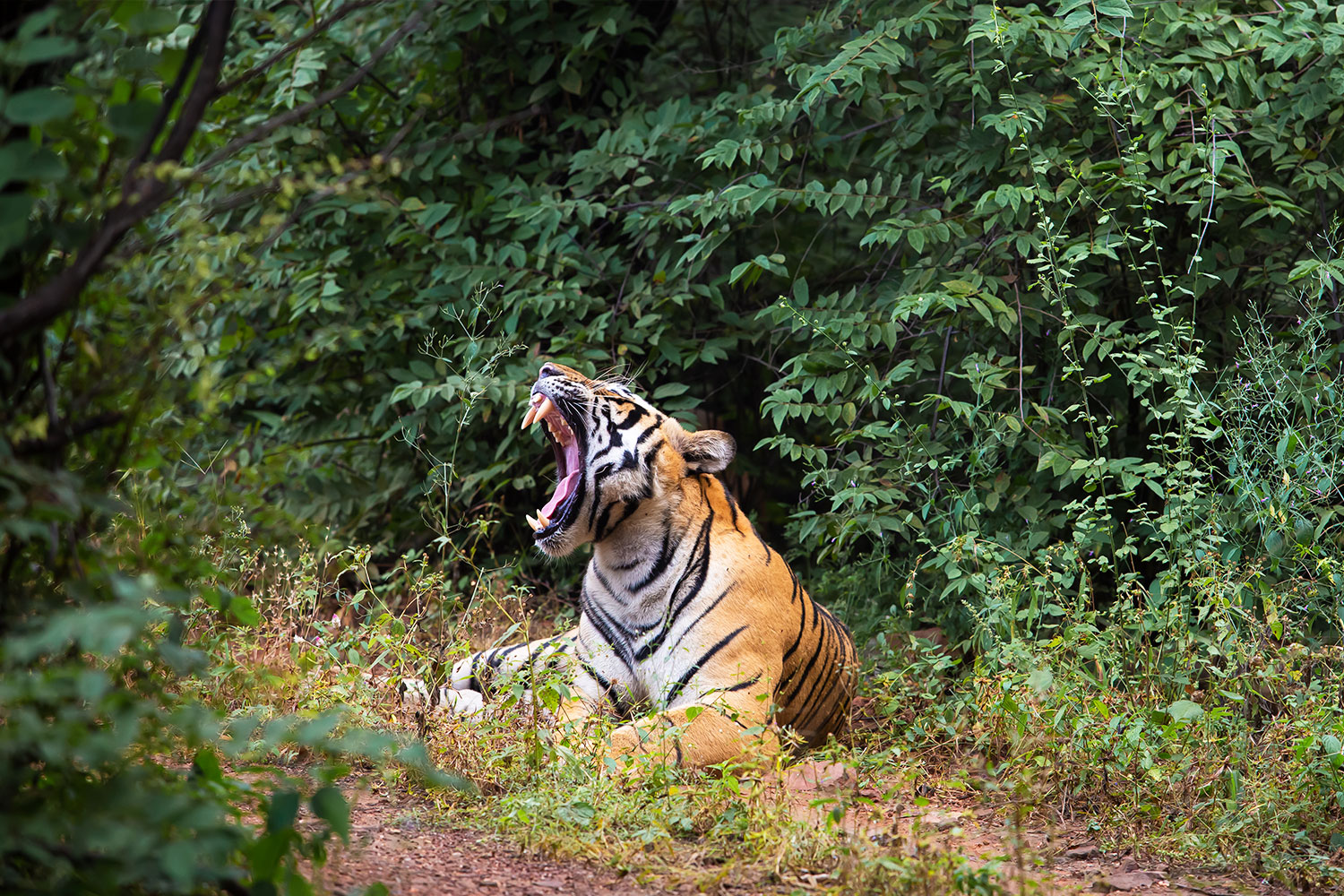 BRU&BRU INDIA SUJAN SER BAH