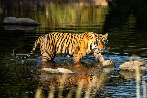 BRU&BRU INDIA SUJAN SER BAH