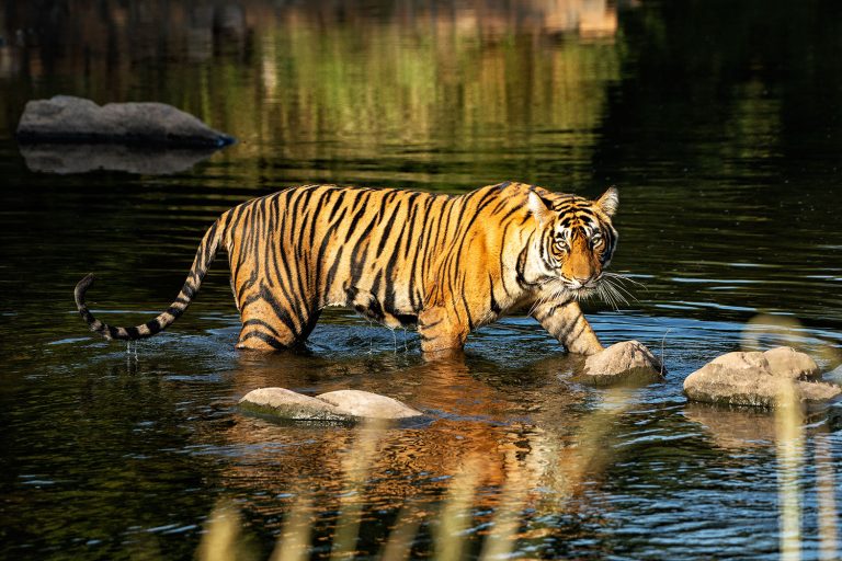 India, entre leopardos y tigres