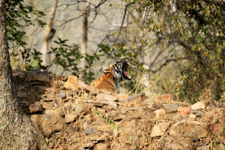 BRU&BRU Exclusive Travel Designer India Sujan Life