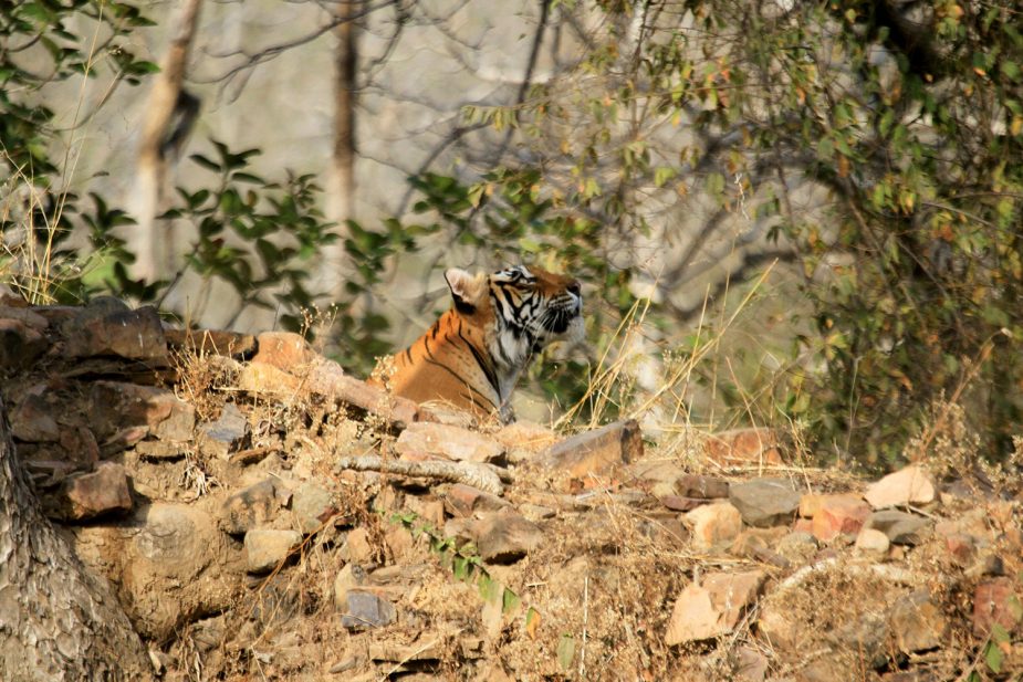 BRU&BRU Exclusive Travel Designer India Sujan Life