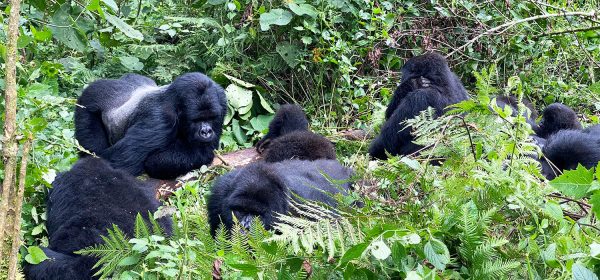 BRU&BRU Viajes Exclusivos Rwanda