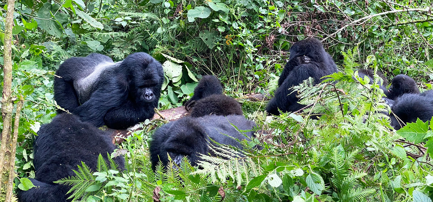 BRU&BRU Viajes Exclusivos Rwanda