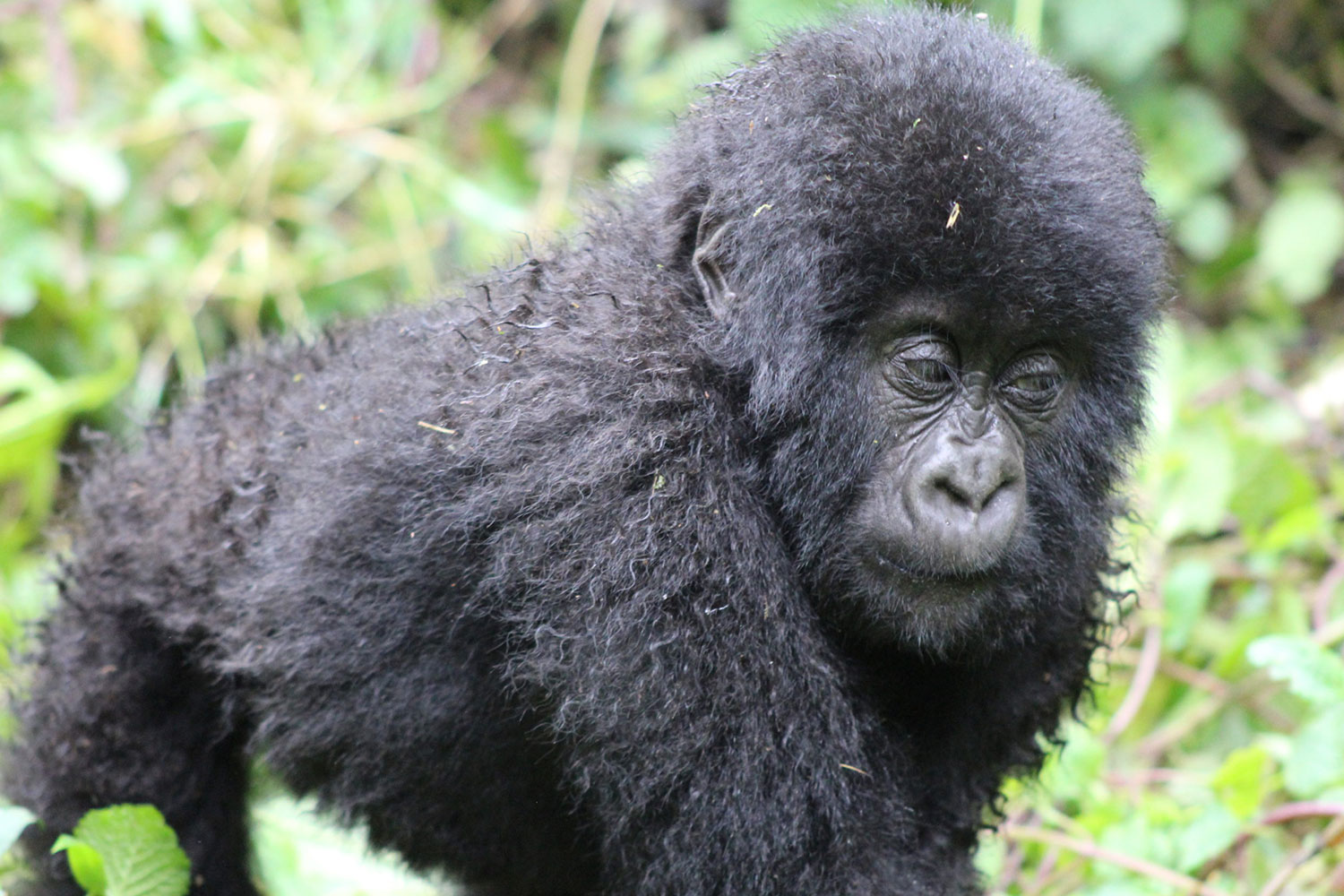 Singita Kwitonda Lodge