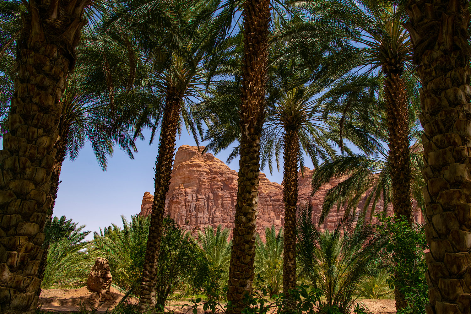 Bru Bru Viaje exclusivo Arabia Saudi