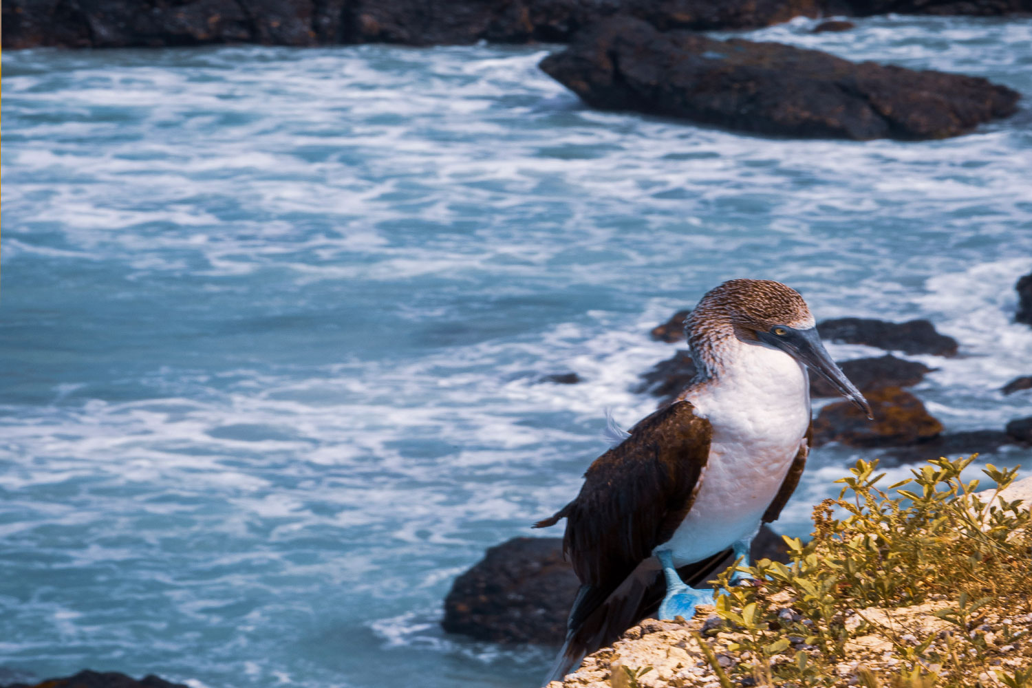 Bru-Bru-kontiki-expeditions-2