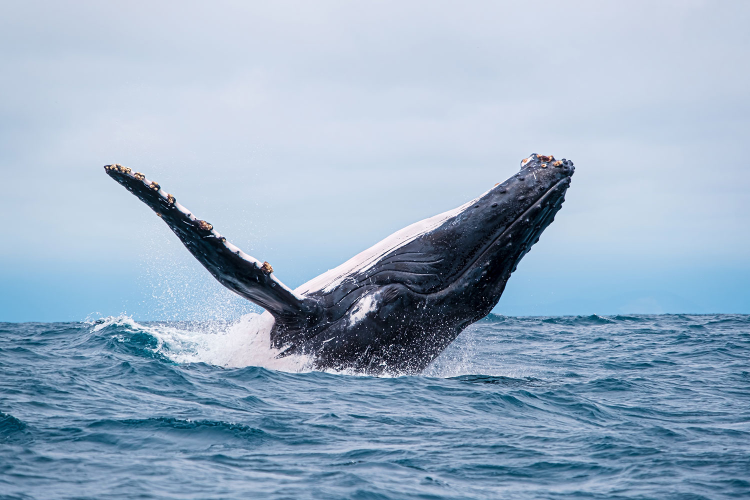 Bru-Bru-kontiki-expeditions-2