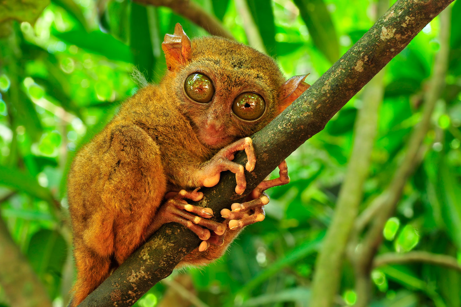 Bru & Bru Viajes exclusivos Filipinas