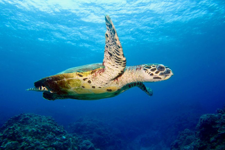 8-Bru-Bru-Kontini-Expeditions-Ecuador