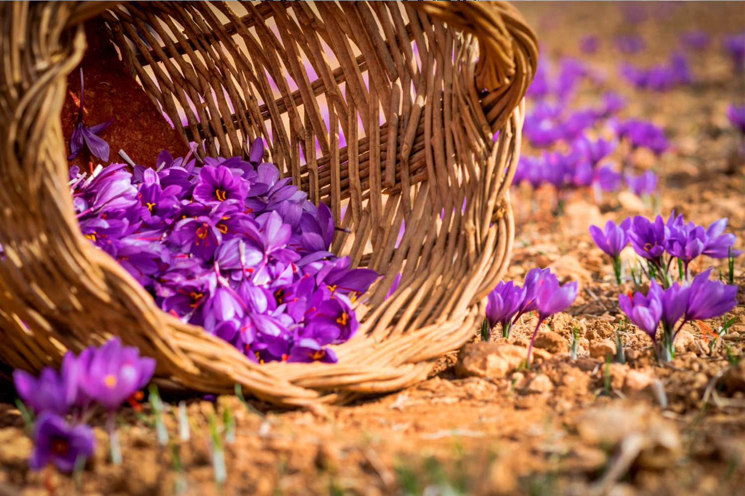 BRU&BRU-Travel-Story-Ruta-Gastronómica-Castilla-la-Mancha-Pau-Ferrer