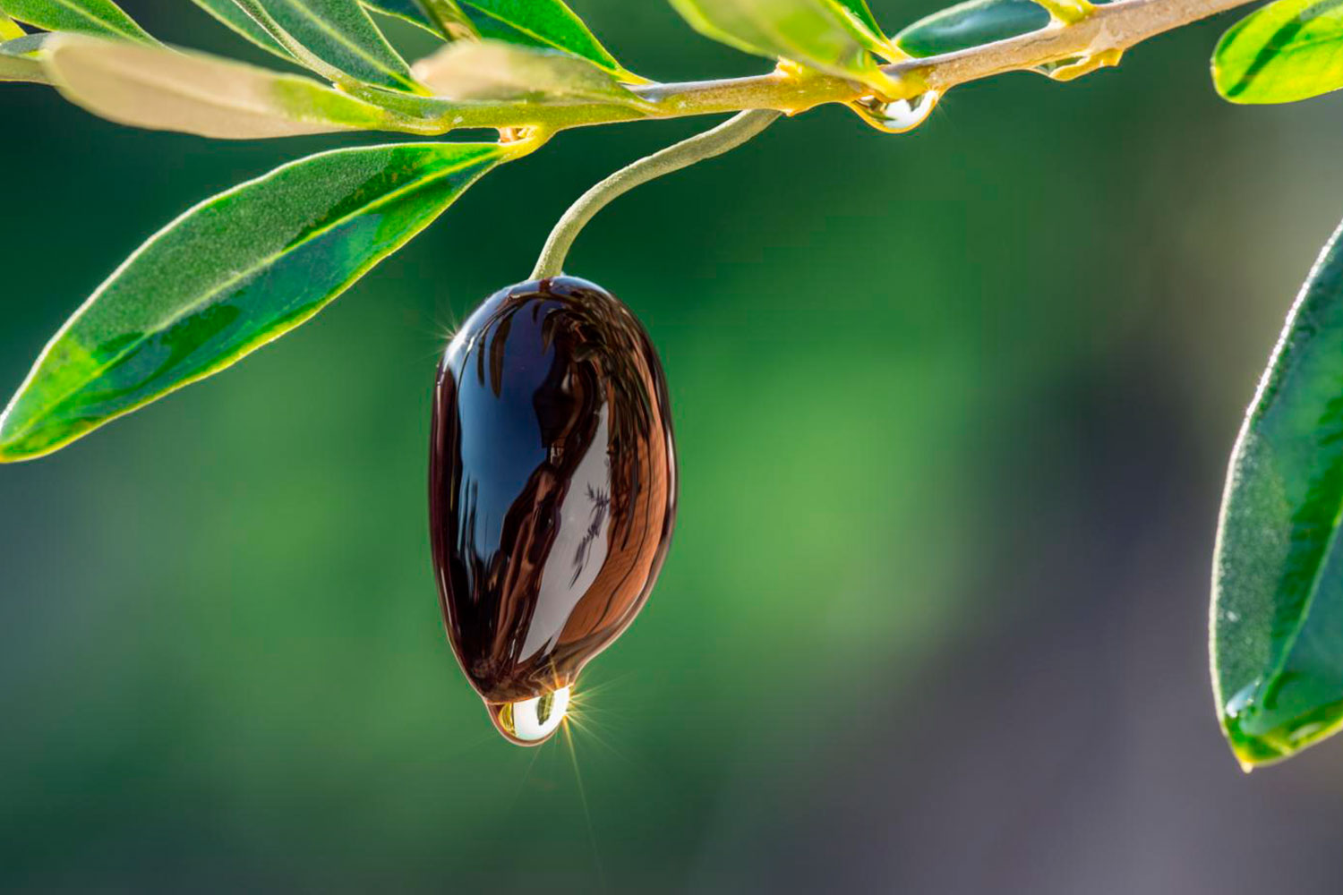 BRU-BRU-Hotel-1-La-Caminera-ruta-gastronomica-