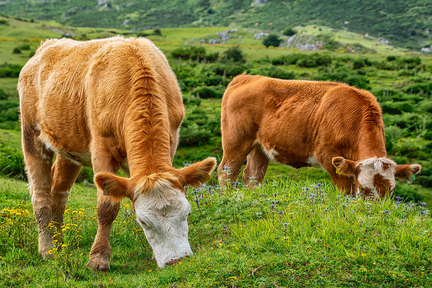 La ruta del Norte - Camino de Santiago