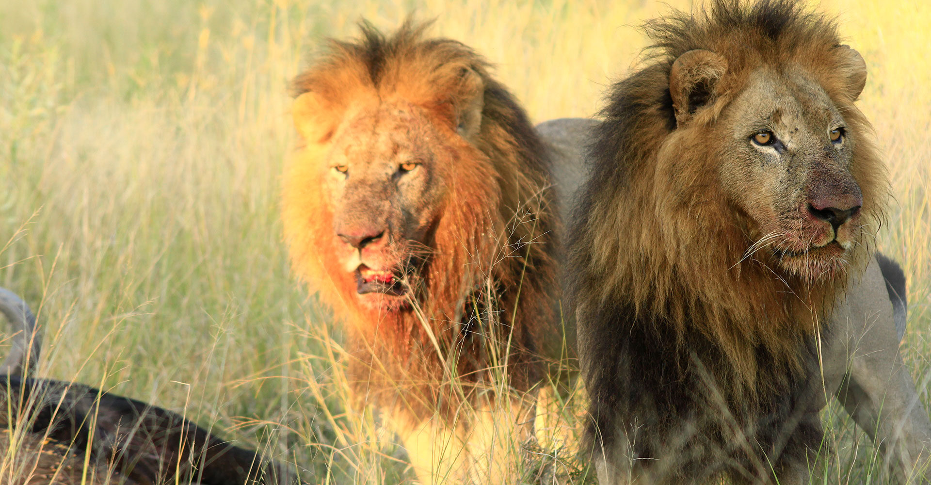 -Portada-Bru-Bru-Travel-story-Botswana