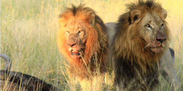 Botswana and the circle of life