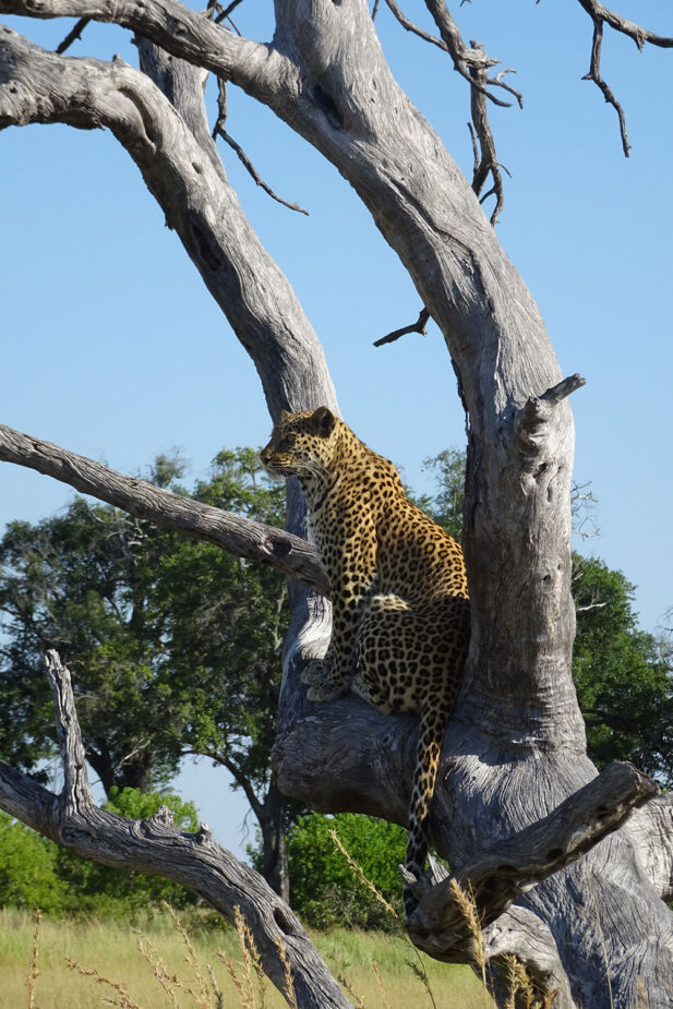 5-BRU-BRU-Travel-Story-A-Belmond-Safari-by-Esther-Moreno