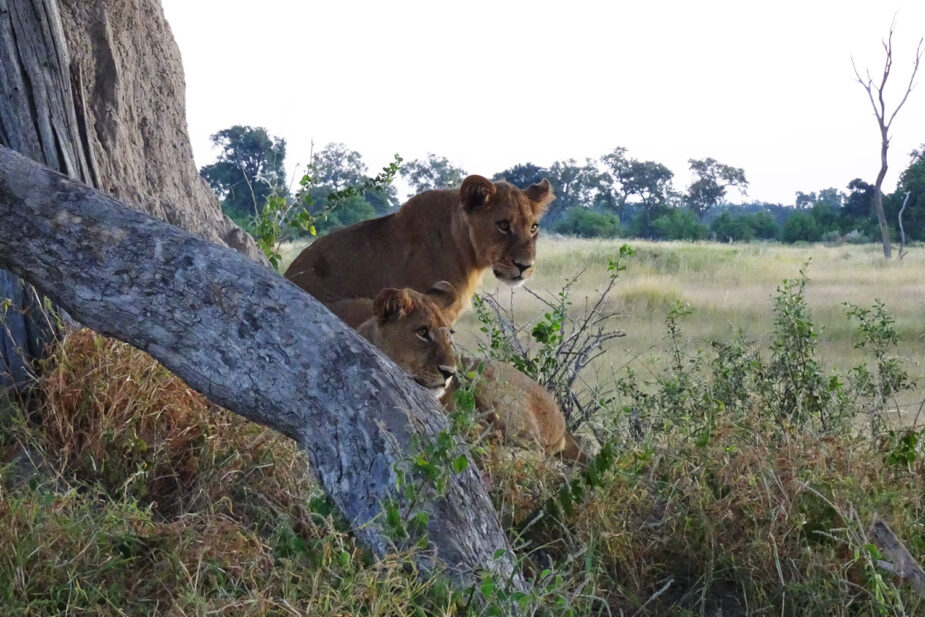 7-BRU-BRU-Travel-Story-A-Belmond-Safari-by-Esther-Moreno