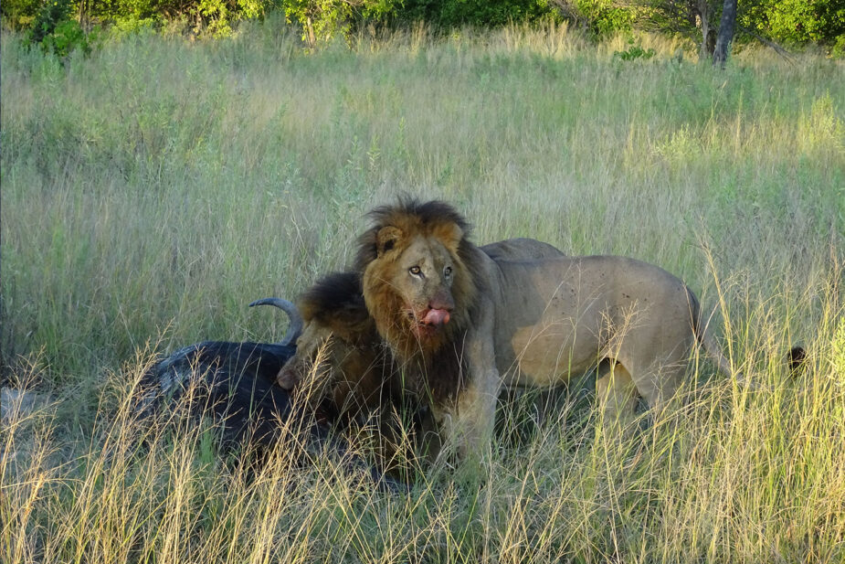 9-BRU-BRU-Travel-Story-A-Belmod-Safari-By-Esther-Moreno