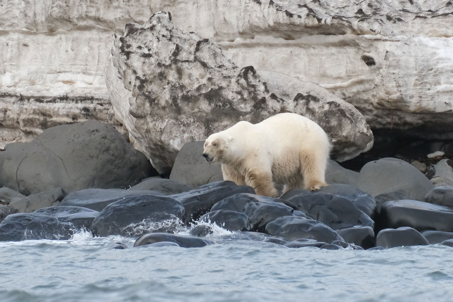 Explorando Svalbard y la vida salvaje en el Ártico