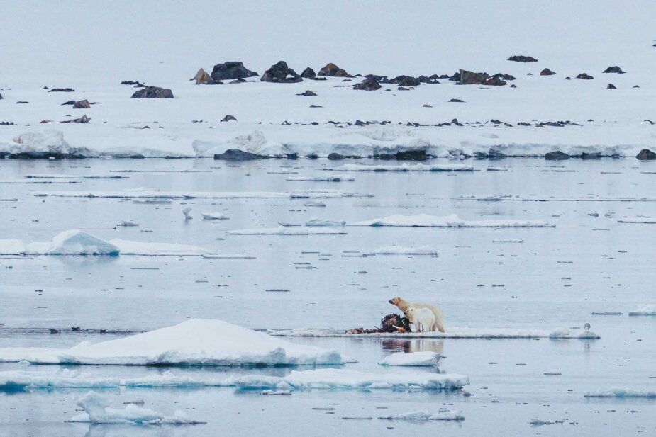 Explorando Svalbard y la vida salvaje en el Ártico