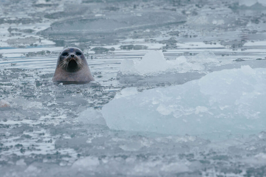 Explorando Svalbard y la vida salvaje en el Ártico