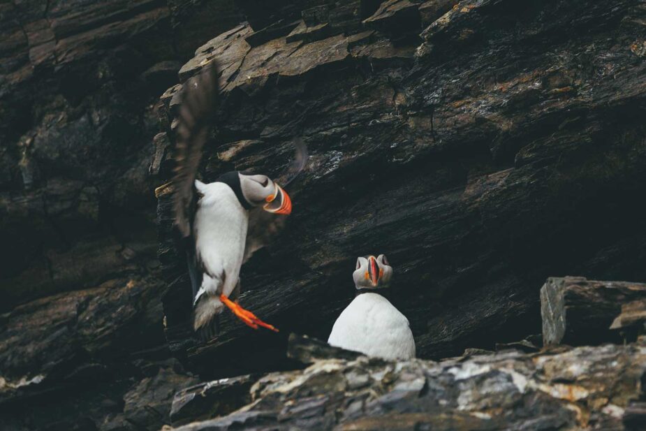 Explorando Svalbard y la vida salvaje en el Ártico