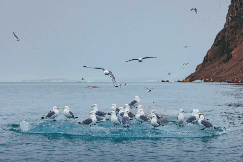 Explorando Svalbard y la vida salvaje en el Ártico