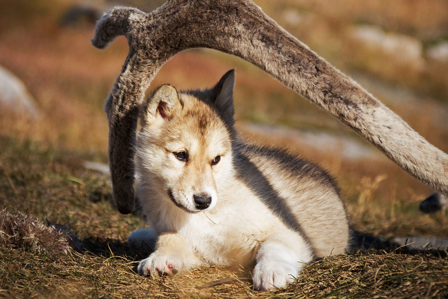 Canada's Remote Arctic, Northwest passage