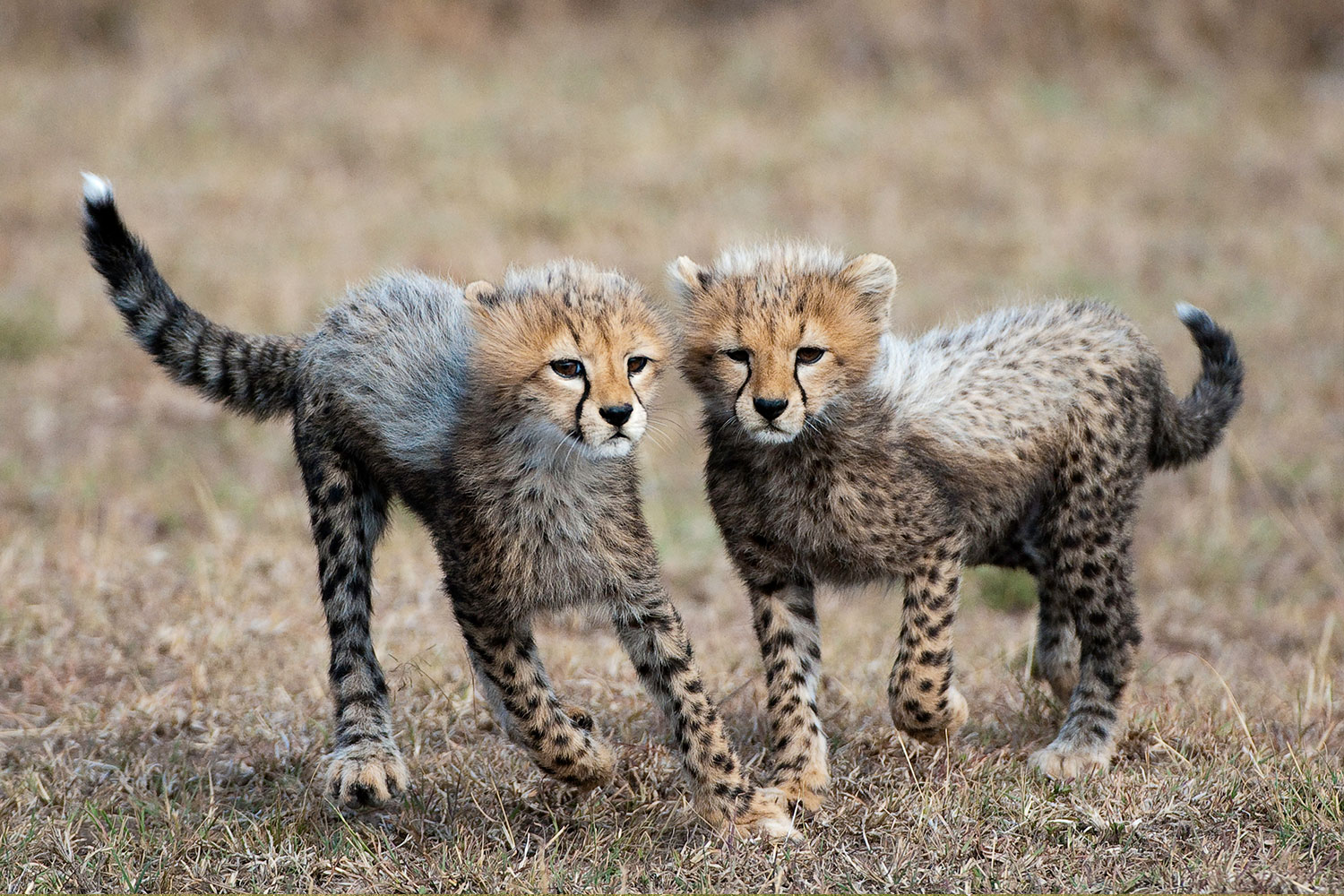 BRU BRU Safari Kenya-en-familia