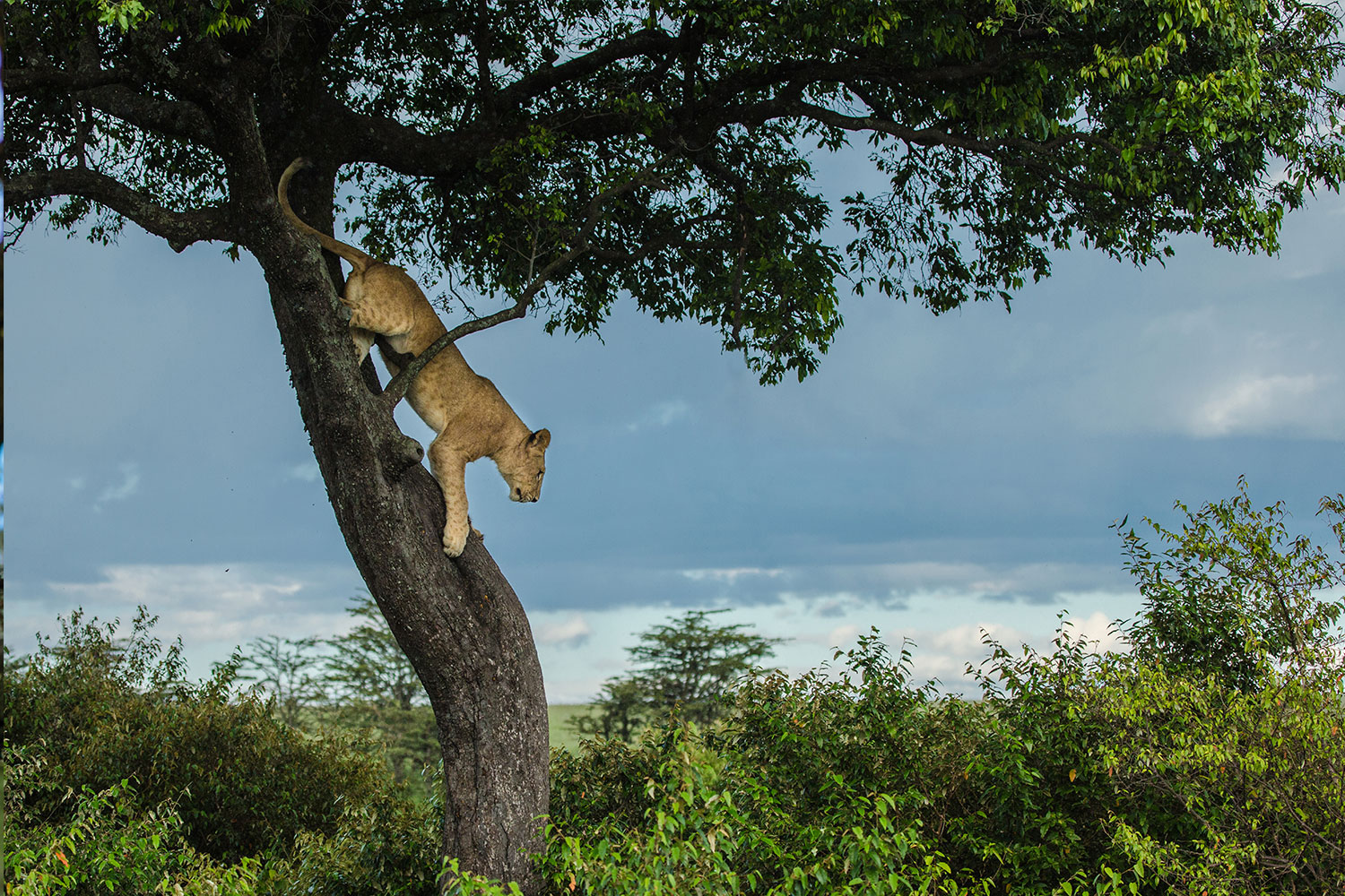 BRU BRU Safari Kenya-en-familia
