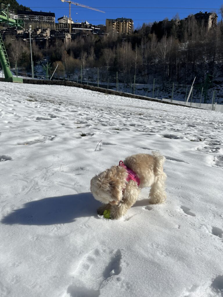 First snowfall of the year!