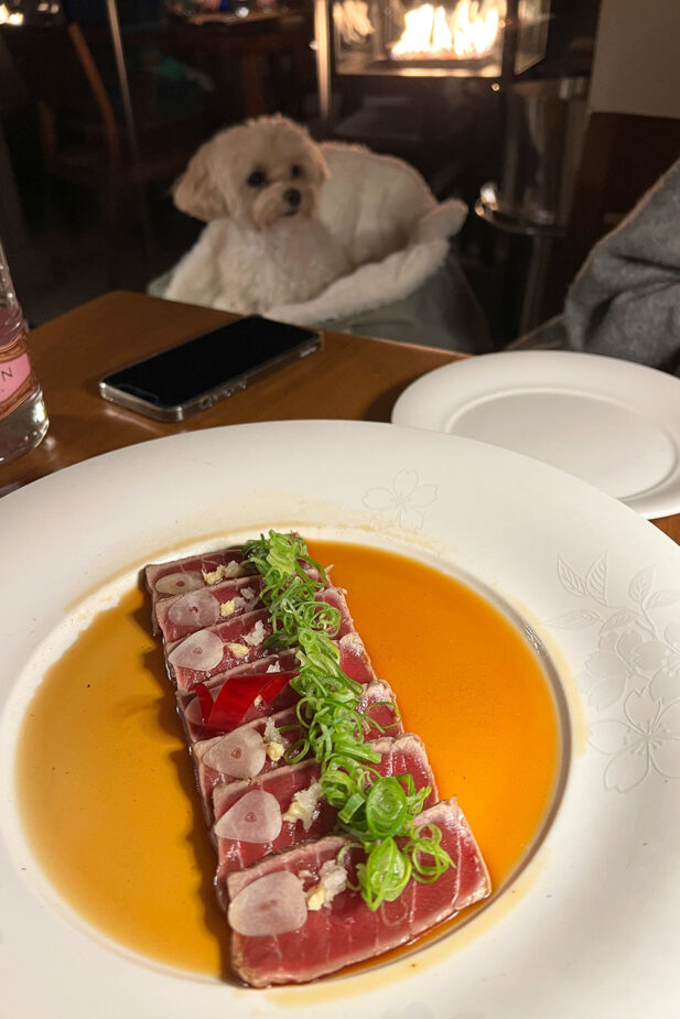 Mocca's first time in Ibiza!