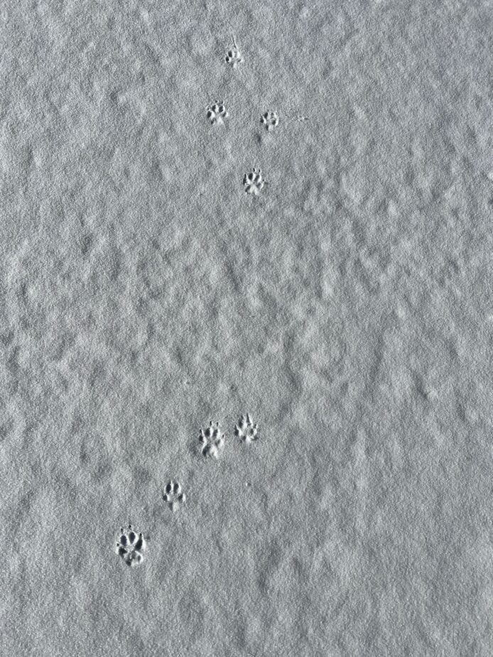 ¡Primera nevada del año!