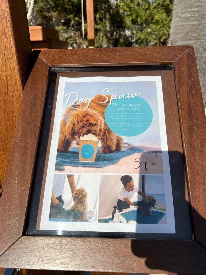 Mocca's first time in Ibiza!