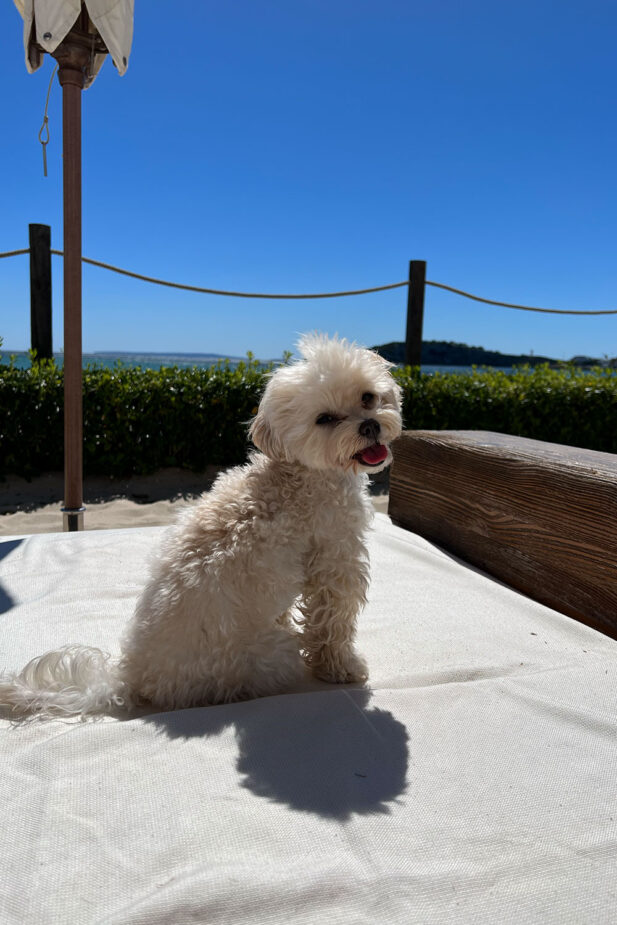 Mocca's first time in Ibiza!