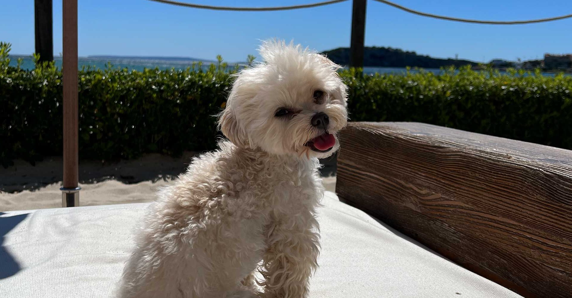 Mocca's first time in Ibiza!