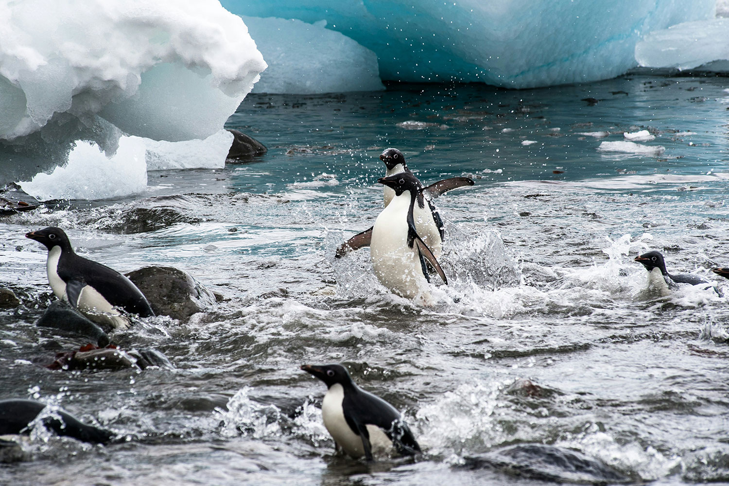 3-BRU-BRU-Expedicion-a-la-Antartida