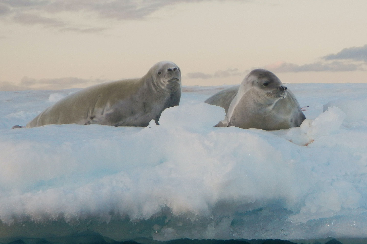 4-BRU-BRU-Expedicion-a-la-Antartida