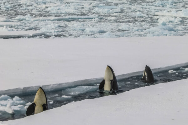 7--BRU-BRU-Expedicion-a-la-Antartida