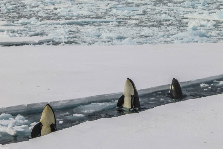 Antarctica, sailing the 7th continent