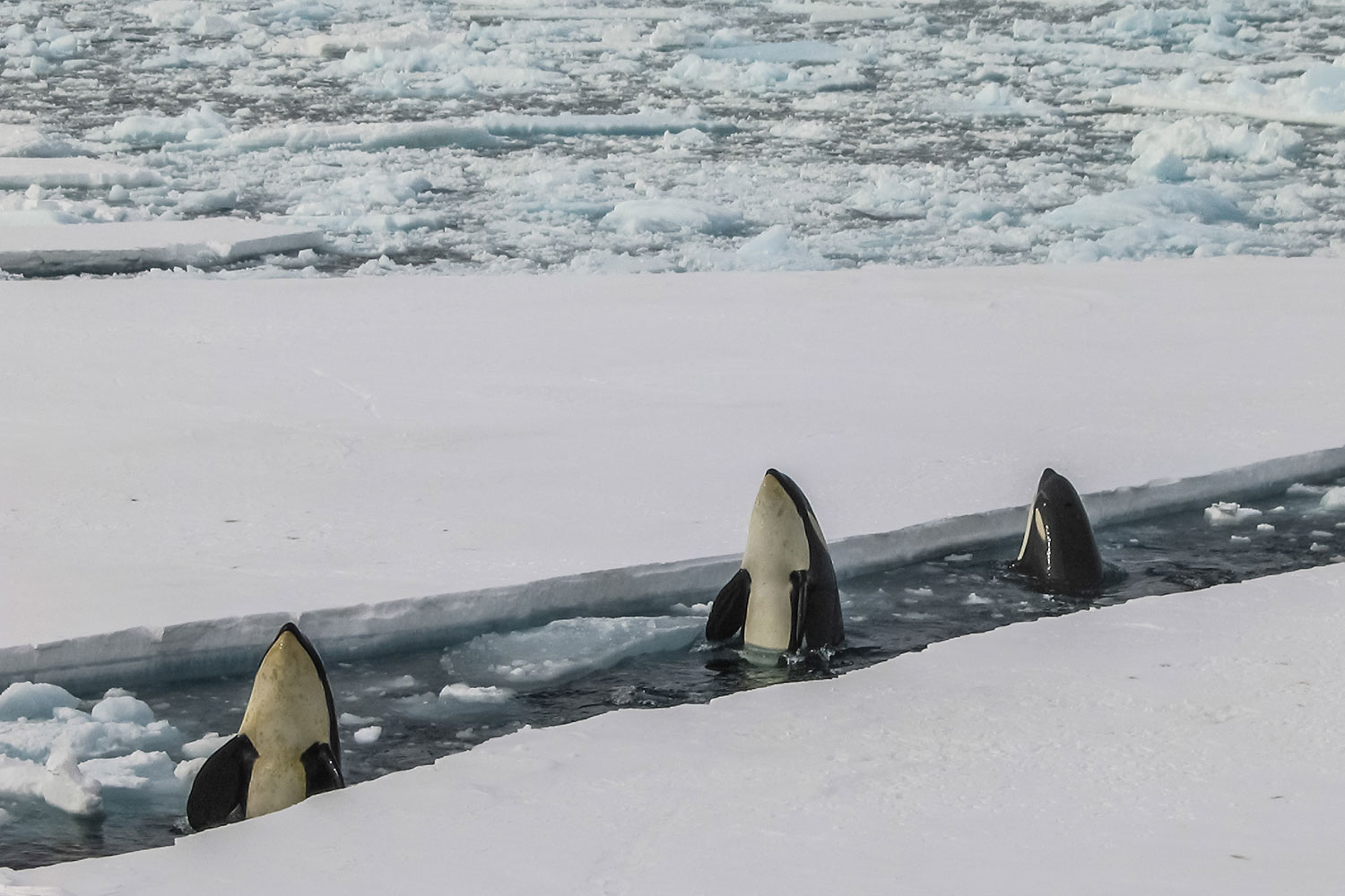 Antarctica, sailing the 7th continent