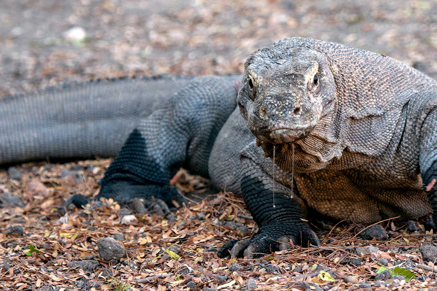 Expedición de Bali a Komodo