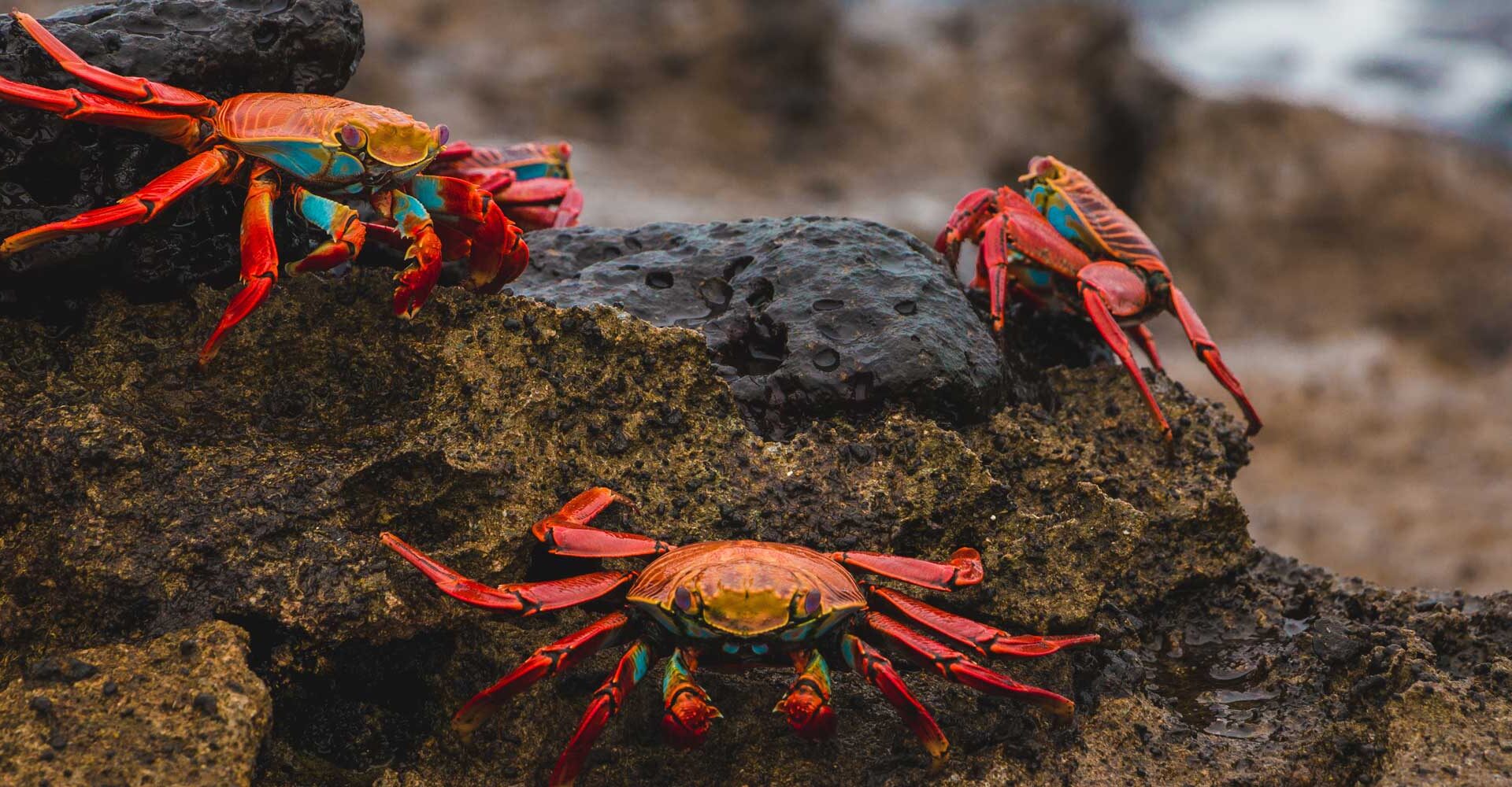 Galapagos expedition