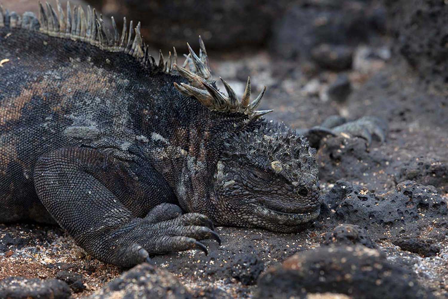 Galapagos expedition